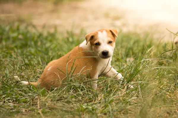 Cucciolo, cucciolo — Foto Stock