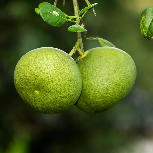 Grape fruit — Stock Photo, Image