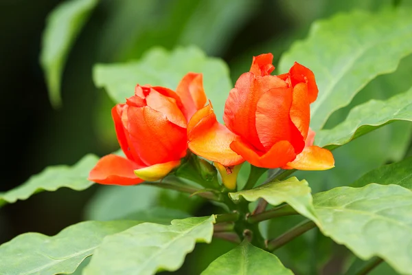 ワックスのバラの花 — ストック写真