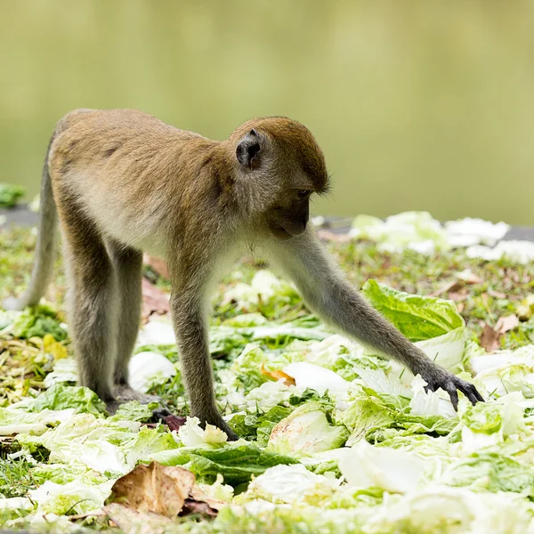 Scimmia — Foto Stock