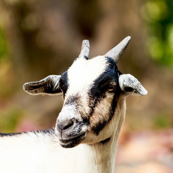 Goat,pet — Stock Photo, Image