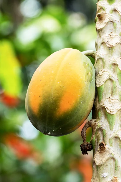 Papaya — Stock Photo, Image