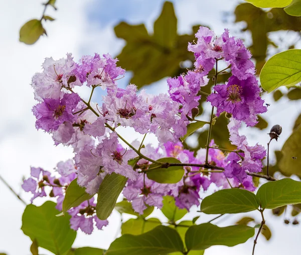 Lagerstroemia macrocarpa Wall flower — Stock Photo, Image