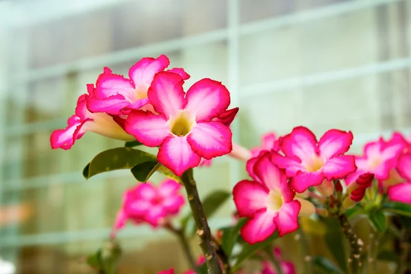 Azalea blomst - Stock-foto