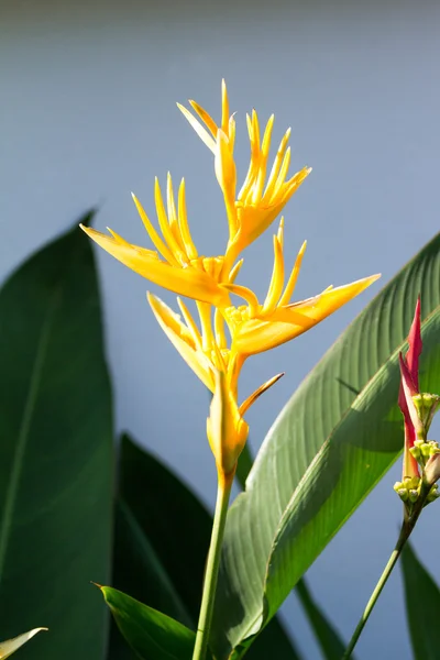 Cennet kuşu çiçekler — Stok fotoğraf