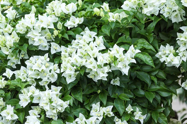 Bougainvillea white flowers — Stock Photo, Image