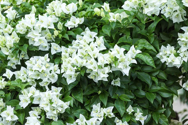 Bougainvillea Flores brancas — Fotografia de Stock