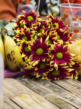 Kasımpatı çiçeği