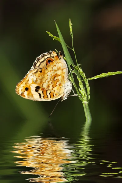 Motyl — Zdjęcie stockowe