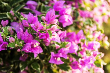 Bougainvillea çiçek