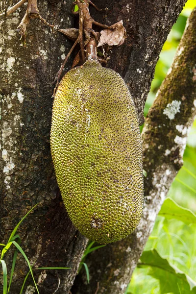 Banana on tree — Stockfoto