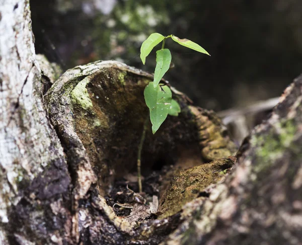 Tree regeneration — Stock Photo, Image