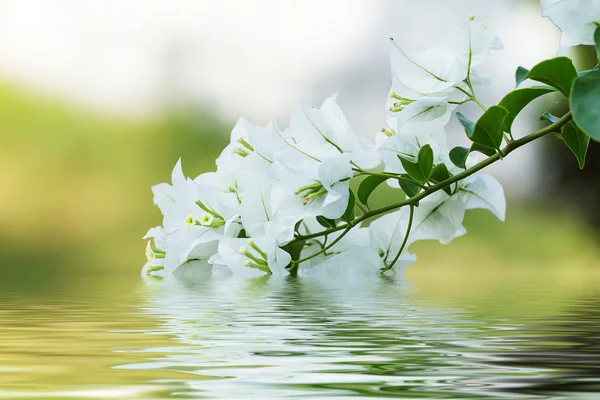 White bougainvillea flowers — Stock Photo, Image