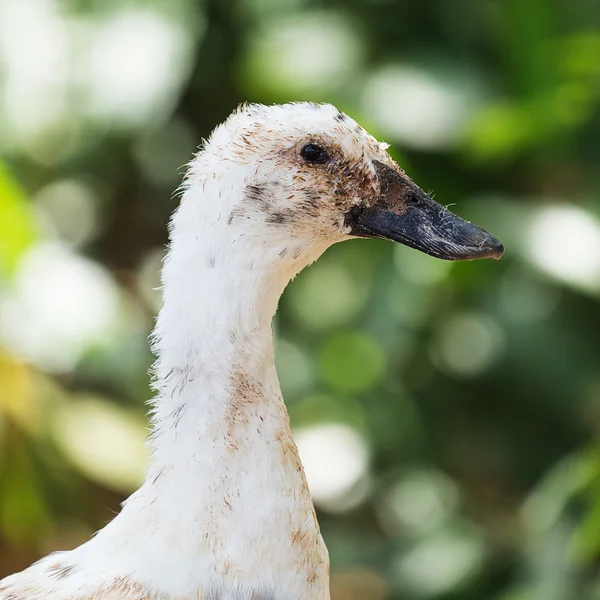 Duck — Stock Photo, Image