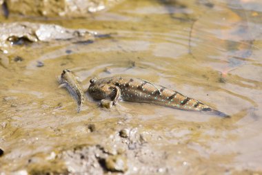 amfibische visAmfibi balık