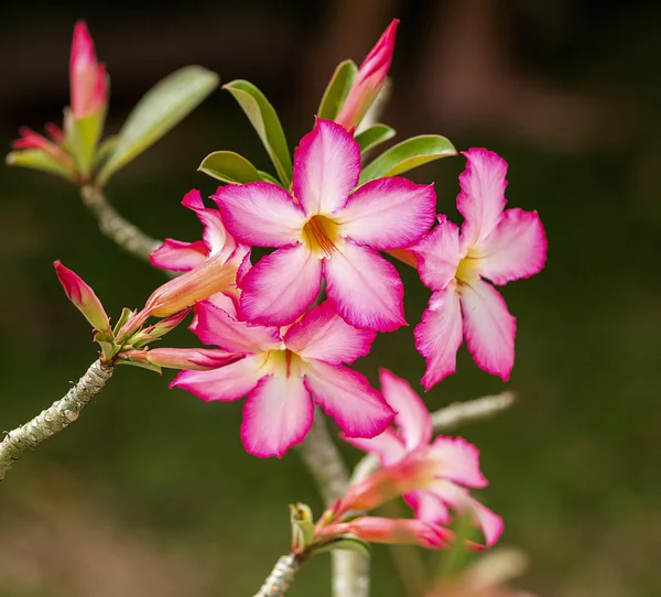 Квітки azalea — стокове фото