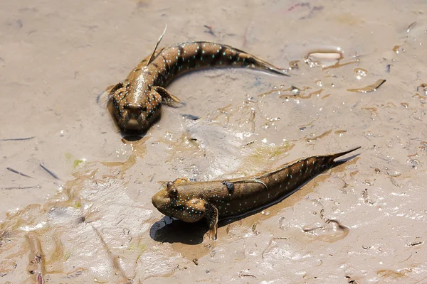 amfibische visAmfibi balık