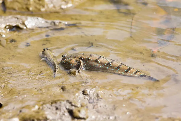 Amfibisk fisk — Stockfoto