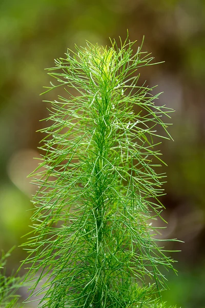 Bladeren plant, achtergrond. — Stockfoto