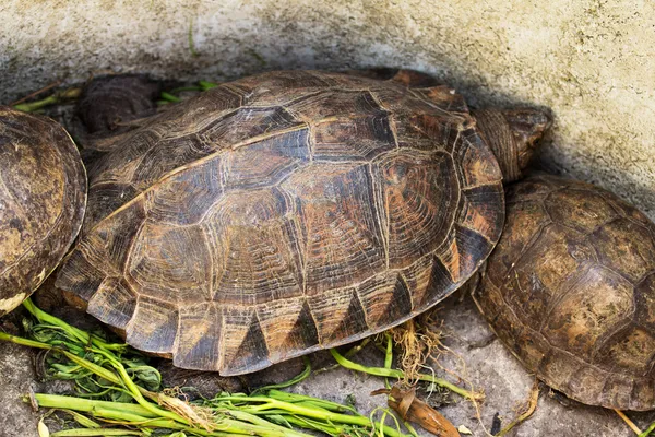 Turtle — Stock Photo, Image