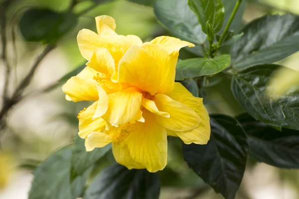 Hibiscus flower. — Stock Photo, Image