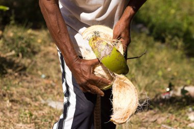 soyulmuş hindistancevizi