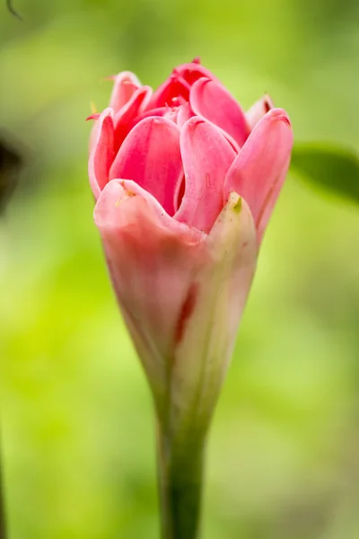 Fiore di zenzero torcia — Foto Stock