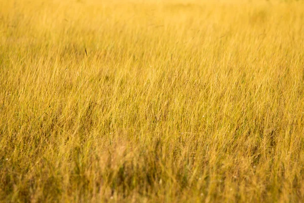 Pradera — Foto de Stock