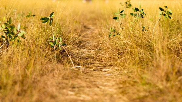 Pradera — Foto de Stock