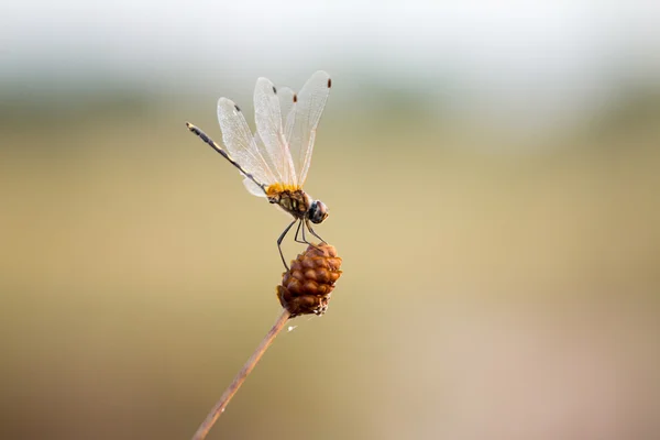 Libelle — Stockfoto