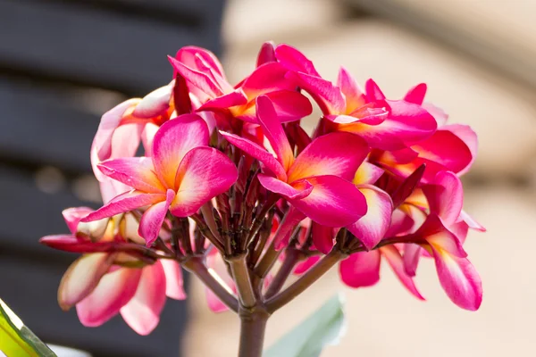 Frangipani çiçek — Stok fotoğraf