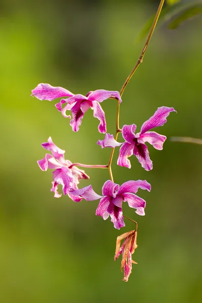 Orquídea —  Fotos de Stock