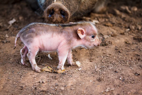 Schweinchen — Stockfoto