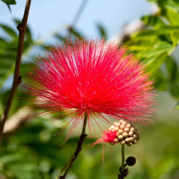 Roze poeder puff bloem — Stockfoto