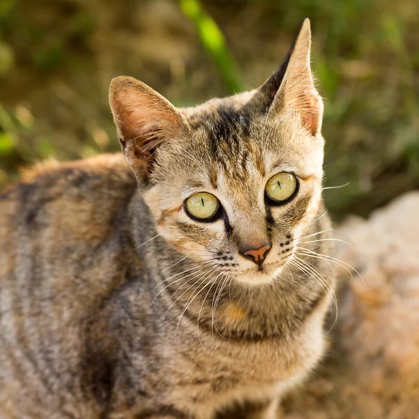 Gato, animal de estimação ou gatinho — Fotografia de Stock