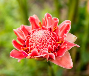 meşale zencefil çiçeği