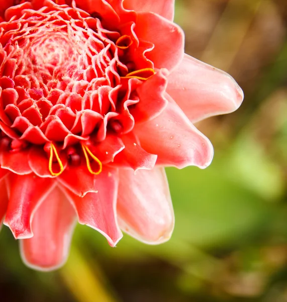 Fakkel gember bloem — Stockfoto