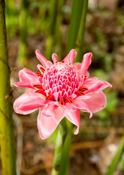 meşale zencefil çiçeği