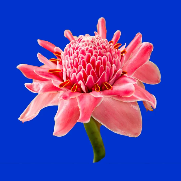 Torch ginger flower — Stock Photo, Image