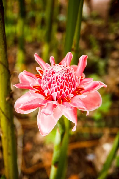 Fakkel gember bloem — Stockfoto