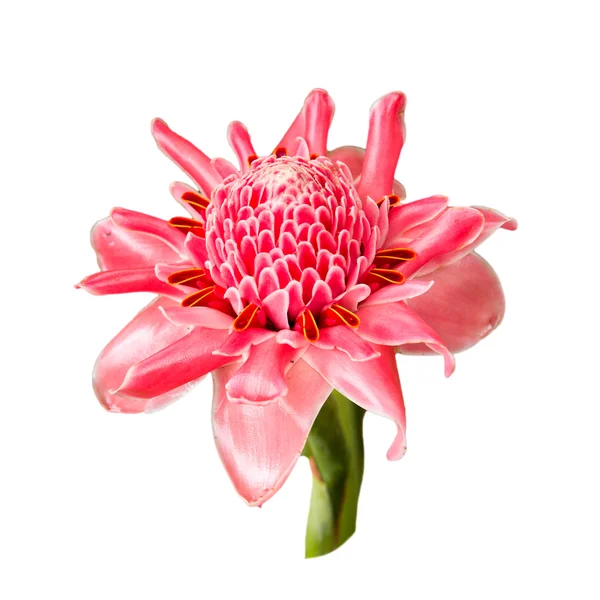 Torch ginger flower — Stock Photo, Image