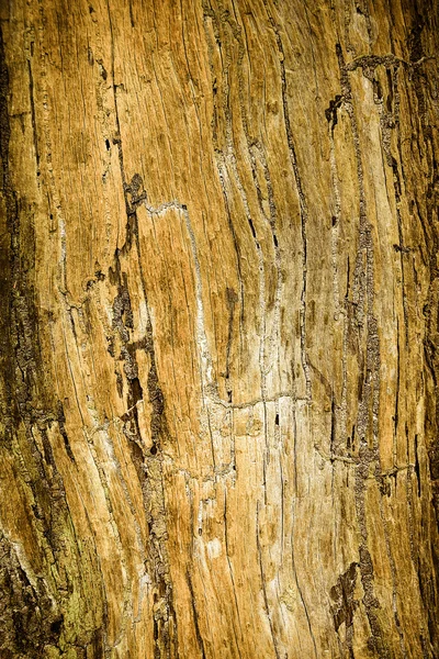 Dry tree stumps — Stock Photo, Image