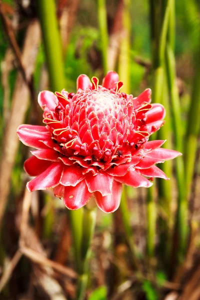 Fakkel gember bloem — Stockfoto