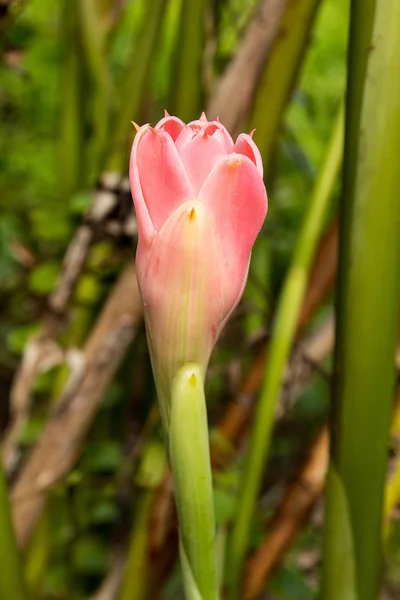 Meşale zencefil çiçeği — Stok fotoğraf