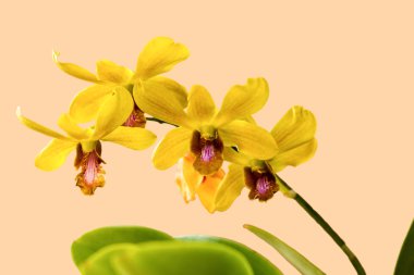 Sarı Orkide 