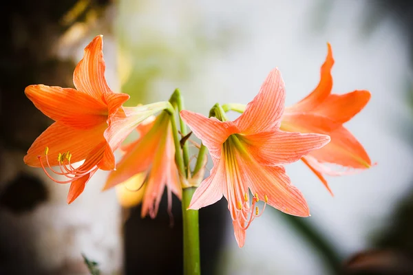 Flor de amarilis rosa —  Fotos de Stock