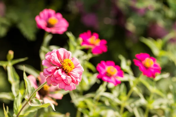 Zinnia rosa., flores —  Fotos de Stock