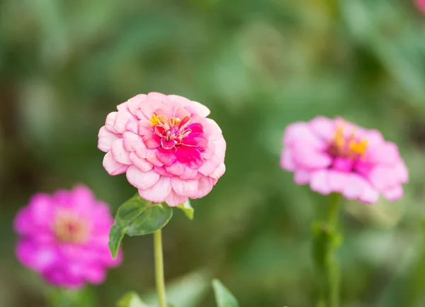 Zinnia rosa., flores —  Fotos de Stock