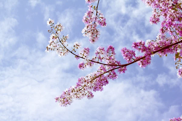 Queen's Flower — Stock Photo, Image