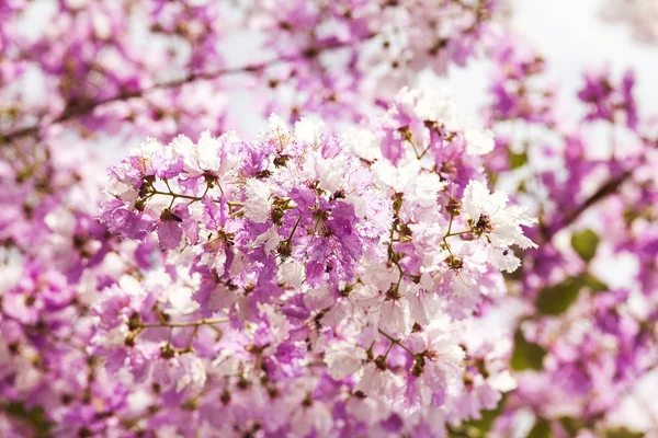 女王の花 — ストック写真